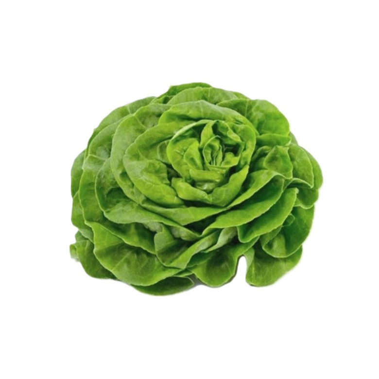 TROCADERO Lettuce Organic